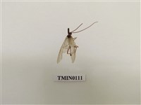 藏品(寄生蜂)的圖片